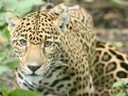 La jaguar Gaby vivió mucho más de lo que suele esperarse para un jaguar en cautiverio |