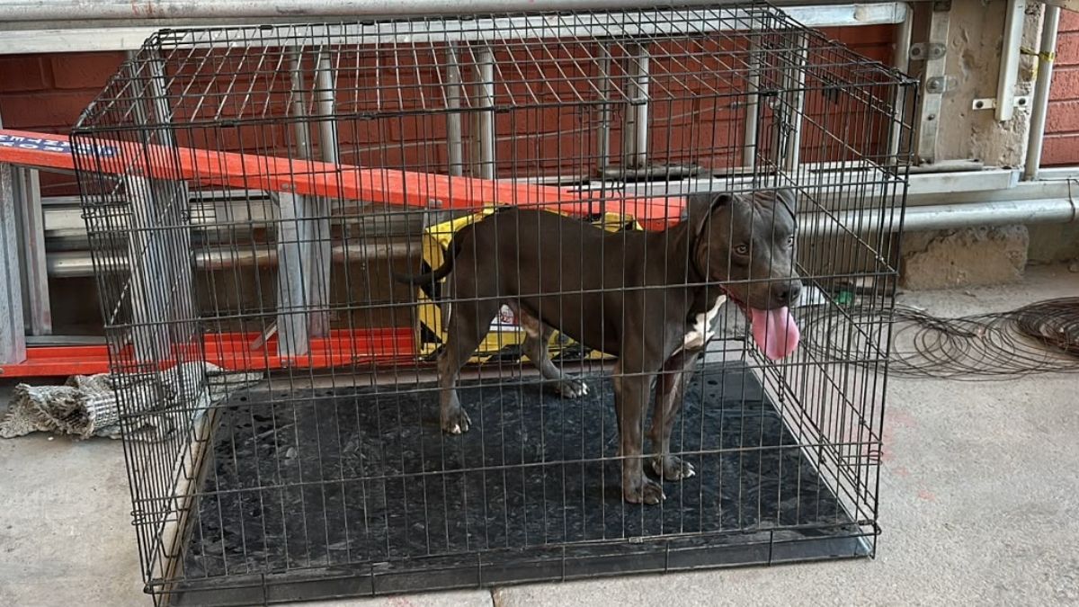 El perrito permanecerá bajo resguardo de las autoridades mientras se definen las medidas y acciones legales.
