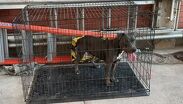 El perrito permanecerá bajo resguardo de las autoridades mientras se definen las medidas y acciones legales.