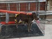 El perrito permanecerá bajo resguardo de las autoridades mientras se definen las medidas y acciones legales.