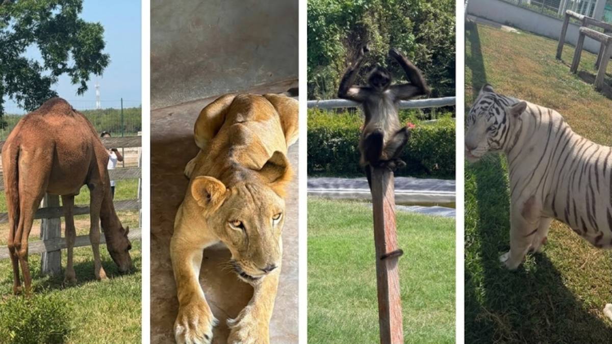 Al menos 35 ejemplares se encuentran en alguna categoría de riesgo