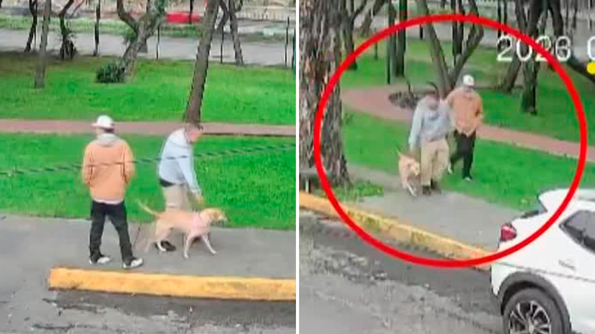 Vecinos rescatan a dos perros abandonados en Periférico bajo la lluvia