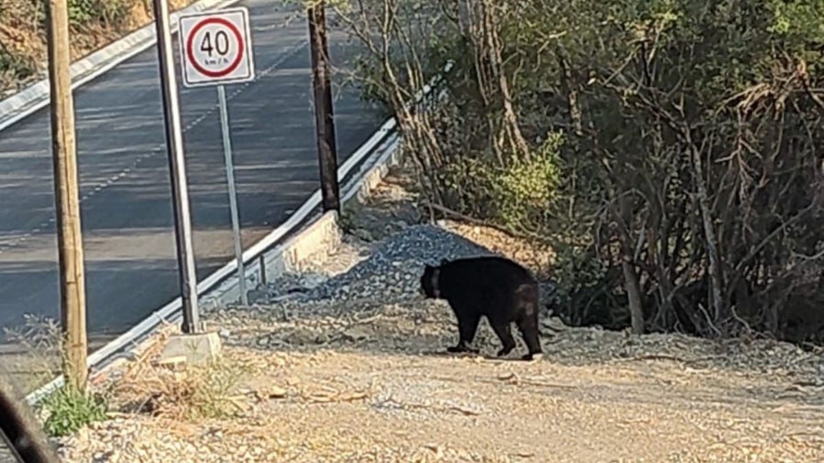 El animal fue visto cerca de las 06:48 de la mañana, sobre Paseo del Acueducto y Soria.
