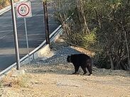 El animal fue visto cerca de las 06:48 de la mañana, sobre Paseo del Acueducto y Soria.