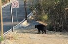 El animal fue visto cerca de las 06:48 de la mañana, sobre Paseo del Acueducto y Soria.