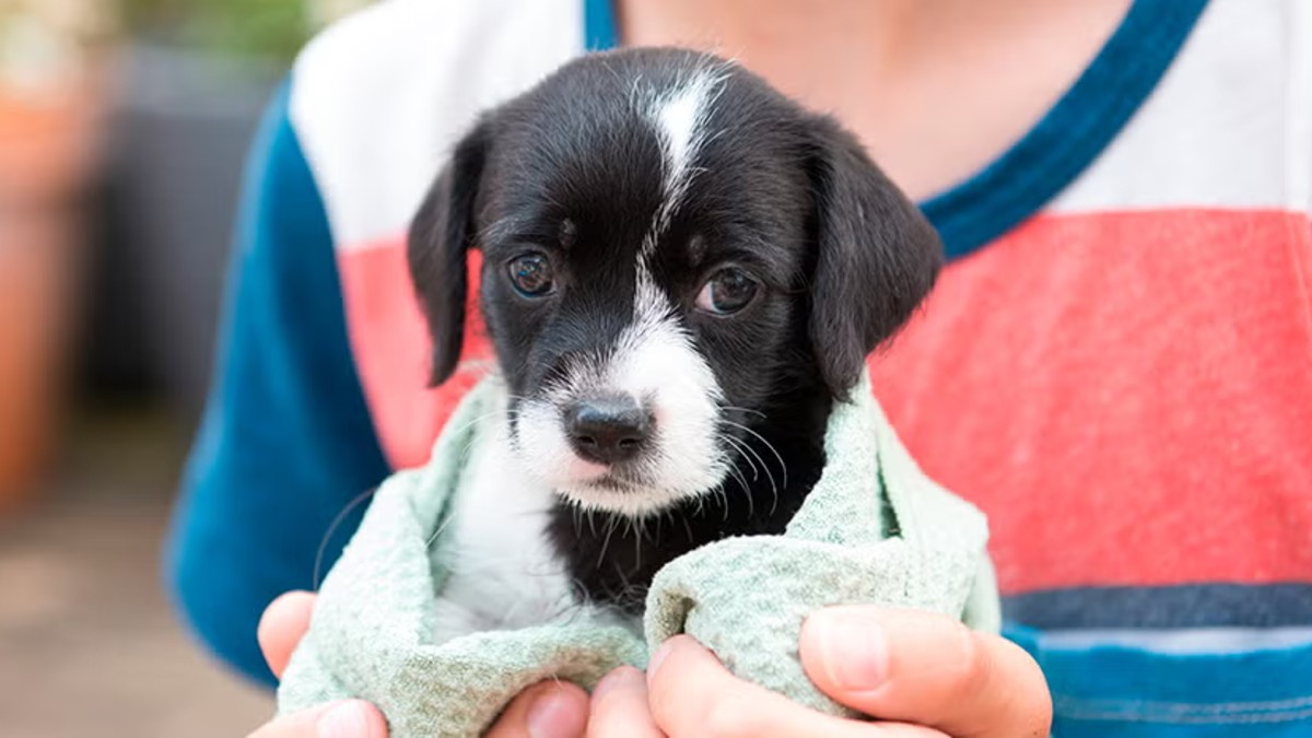 Los estafadores usan de perros y gatos enfermos o abandonados para provocar sensibilidad en los usuario