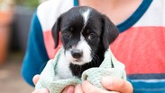 Los estafadores usan de perros y gatos enfermos o abandonados para provocar sensibilidad en los usuario