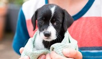 Los estafadores usan de perros y gatos enfermos o abandonados para provocar sensibilidad en los usuario