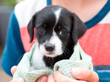 Los estafadores usan de perros y gatos enfermos o abandonados para provocar sensibilidad en los usuario