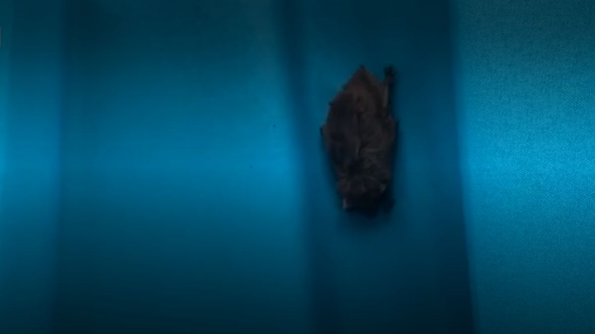 Murciélago entró en la boca de una doctora mientras dormía