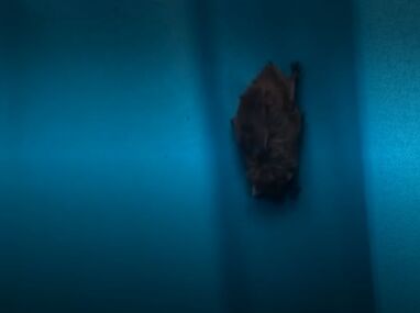 Murciélago entró en la boca de una doctora mientras dormía