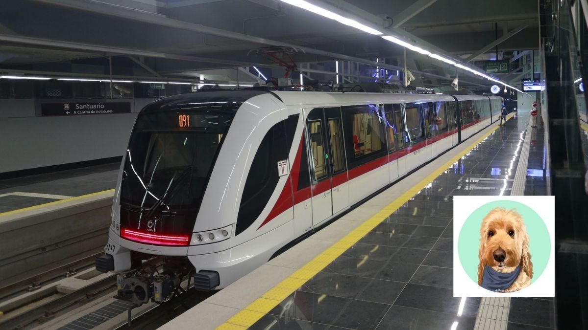 Todo lo que debes saber si quieres viajar con tu mascota en el Tren Ligero de Guadalajara. | Siteur vía Facebook