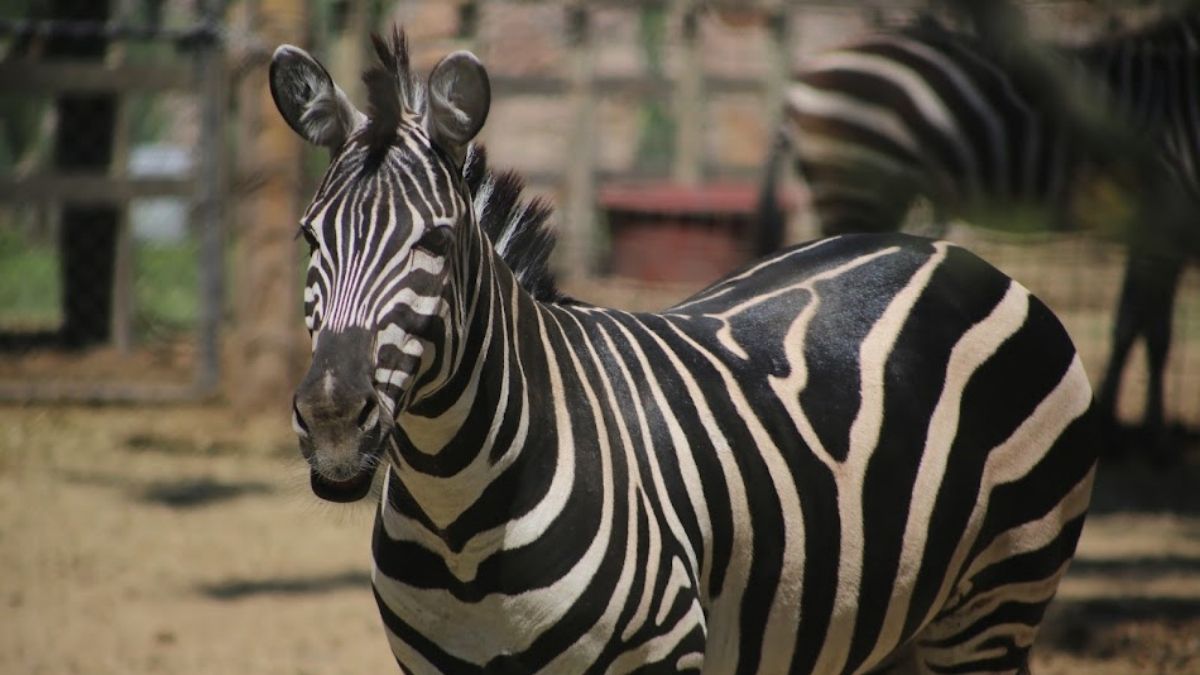El Zoológico de León rechazó que la cebra haya muerto por falta de atención. | Dany Béjar