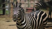 El Zoológico de León rechazó que la cebra haya muerto por falta de atención. | Dany Béjar