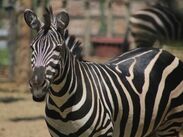 El Zoológico de León rechazó que la cebra haya muerto por falta de atención. | Dany Béjar