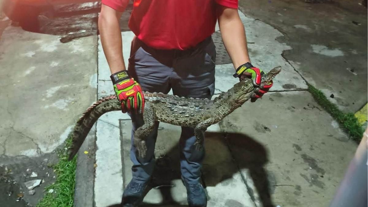 Protección Civil Estatal de Colima captura 10 cocodrilos en solo una semana en playas de Manzanillo. | UEPC de Colima Vía Facebook.