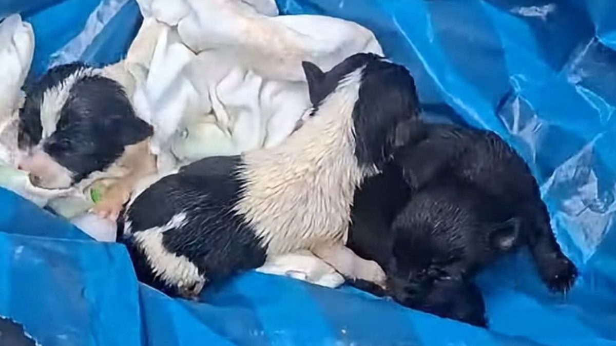 Los trabajadores hicieron público el video del rescate y pidieron ayuda para dar hogar a los cachorros de unos días de nacidos / Cortesía
