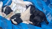 Los trabajadores hicieron público el video del rescate y pidieron ayuda para dar hogar a los cachorros de unos días de nacidos / Cortesía
