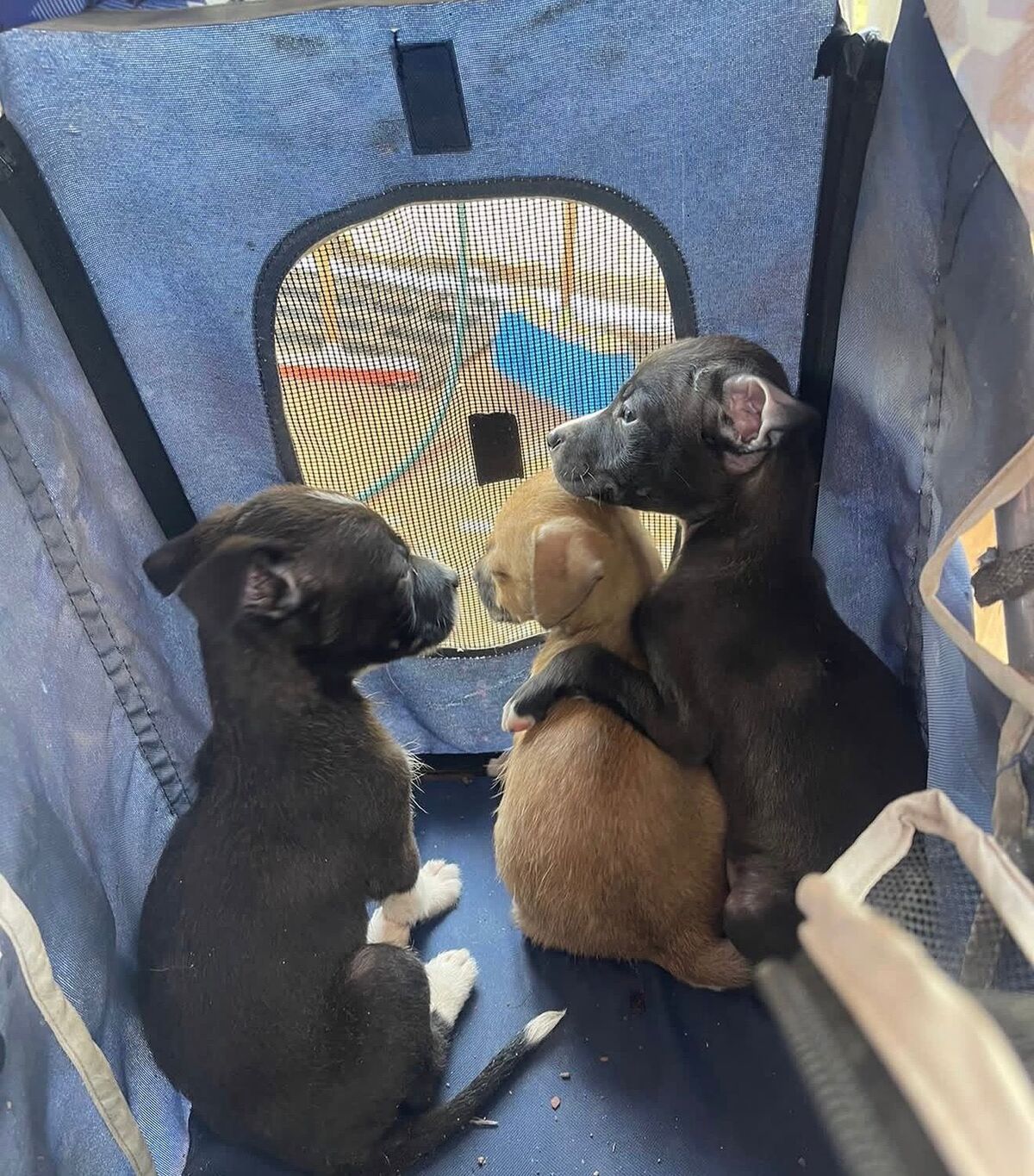 Cachorros pequeños abrazándose y comparten una camita