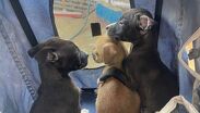 Cachorros pequeños abrazándose y comparten una camita