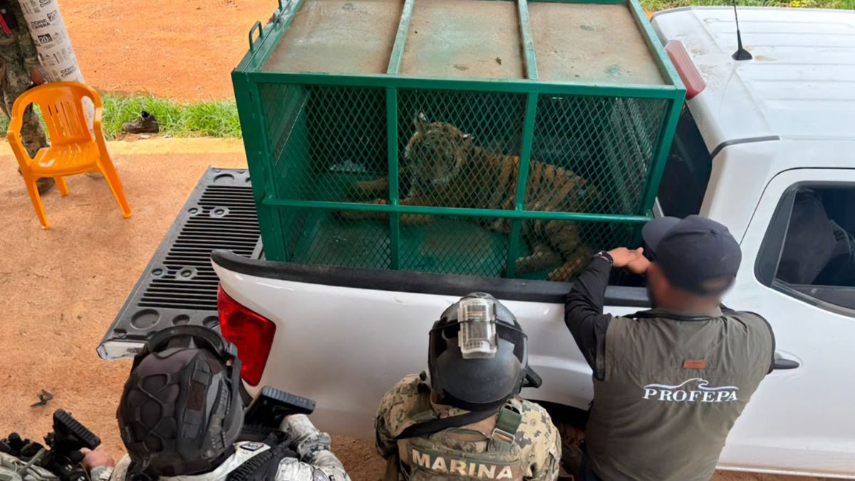 Decomisan dos tigres de Bengala abandonados en Michoacán. | Profepa.