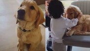 Nhala, la perra de raza golden retriever de Jonathan Samuel Meléndez Ochoa, tecladista de Camilo Séptimo.