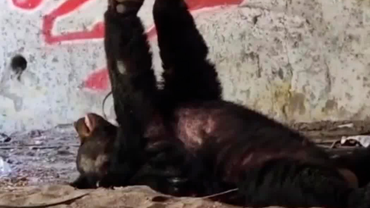 Oso descansa bajo puente en Monterrey