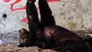 Oso descansa bajo puente en Monterrey