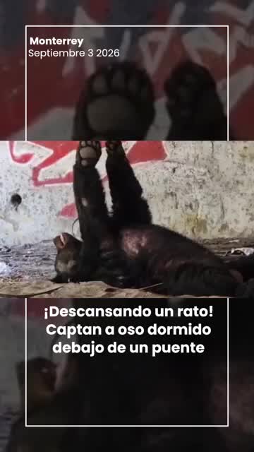 Oso descansa bajo puente en Monterrey