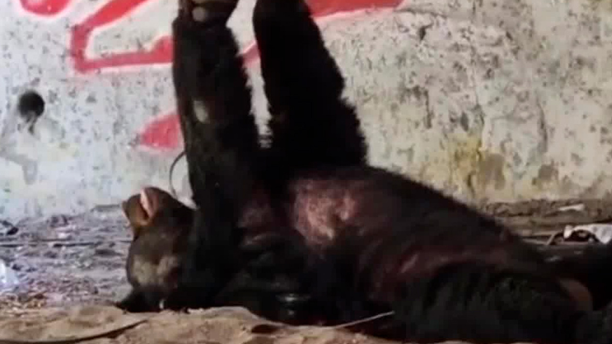 Oso descansa bajo puente en Monterrey