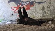 Oso moviliza a Protección Civil tras aparecer en parque de Monterrey