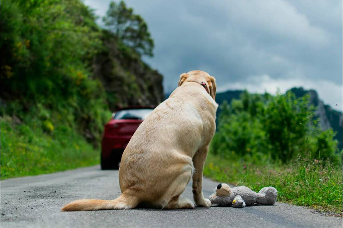 El perro intenta levantarse mientras permanece sujeto a la parte trasera del vehículo.