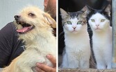 Además del proceso de adopción, el evento ofrecerá servicios veterinarios preventivos y gratuitos.