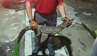 Protección Civil Estatal de Colima captura 10 cocodrilos en solo una semana en playas de Manzanillo. | UEPC de Colima Vía Facebook.