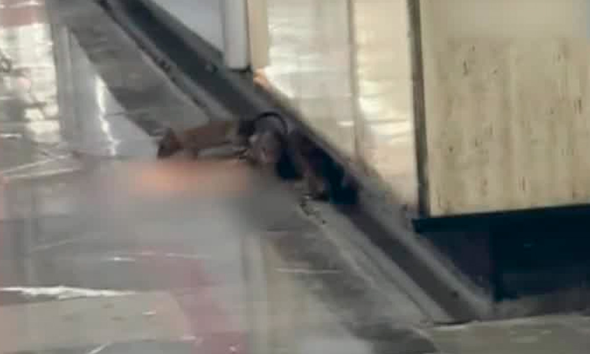 Ratas son captadas en andenes del Metro Tacubaya y desatan indignación entre usuarios