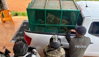 Decomisan dos tigres de Bengala abandonados en Michoacán. | Profepa.