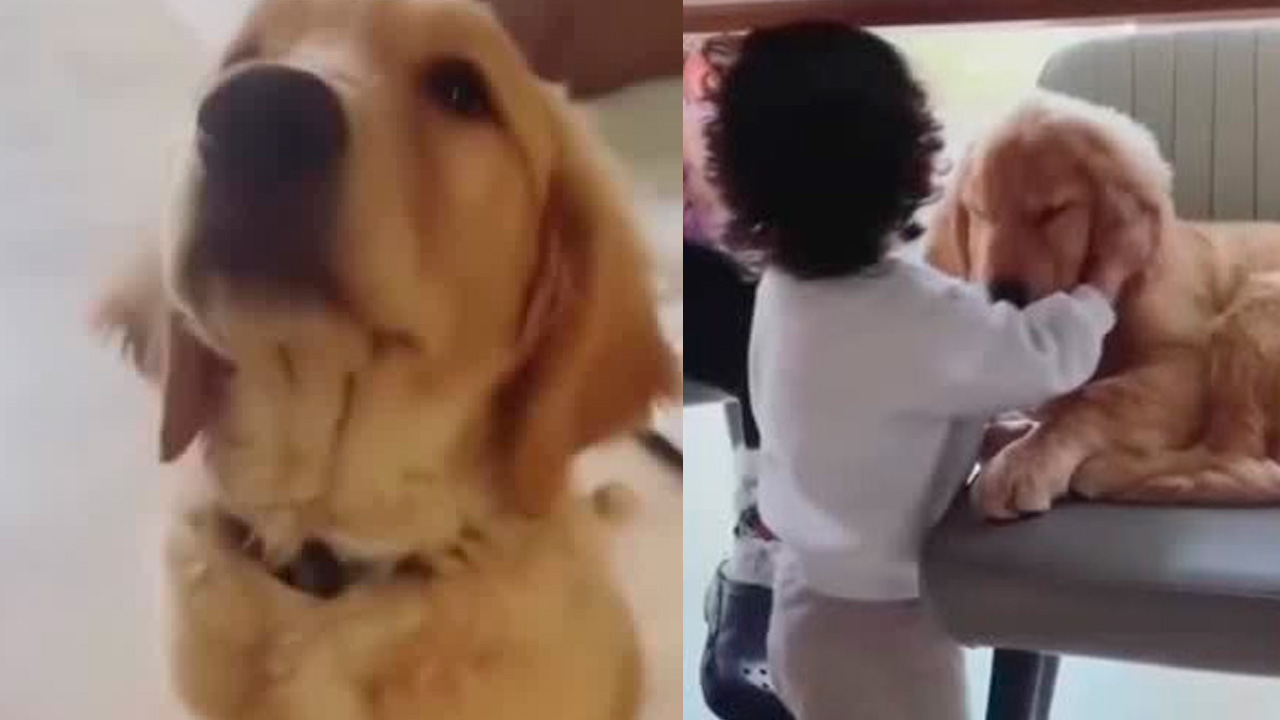Ella era Nhala, la perrita de Jonathan Meléndez, que asesinaron junto a su familia en Atizapán