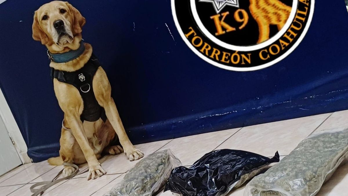 El oficial canino Arturo detectó la caja sospechosa durante una inspección rutinaria en el área de almacenes del local.