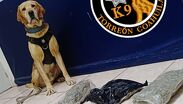 El oficial canino Arturo detectó la caja sospechosa durante una inspección rutinaria en el área de almacenes del local.