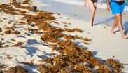 La acumulación de sargazo en las playas del Caribe, un problema ambiental que afecta a países como México, República Dominicana y Panamá