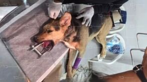 Especialistas de la 'Clínica del Perro Callejero' brindan atención médica y cuidados intensivos a la perrita 'Valiente Maravilla'