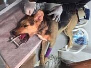 Especialistas de la 'Clínica del Perro Callejero' brindan atención médica y cuidados intensivos a la perrita 'Valiente Maravilla'