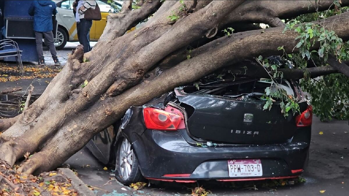 El conductor llamó al Ayuntamiento de Guadalajara a atender árboles en mal estado.