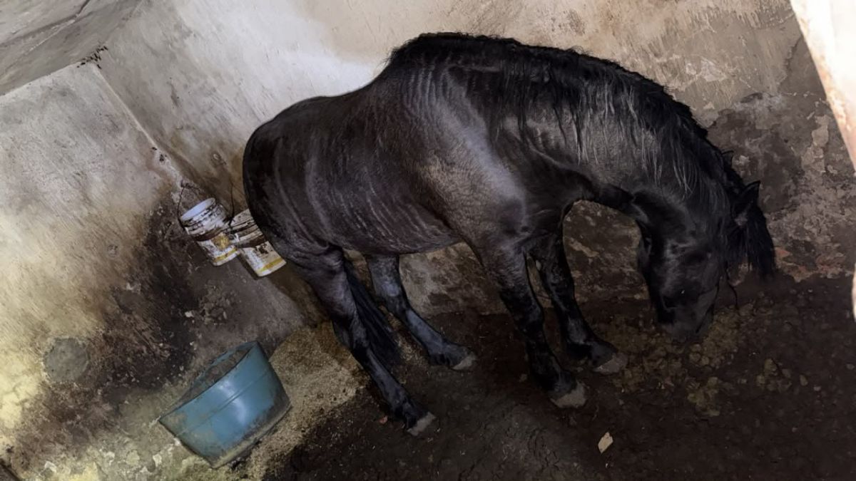Fiscalía de Jalisco logró el rescate de dos caballos víctimas de maltrato en Tonalá.