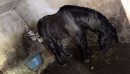 Fiscalía de Jalisco logró el rescate de dos caballos víctimas de maltrato en Tonalá.