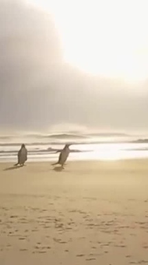 Petróleo bajo el paraíso: impresionantes paisajes y fauna salvaje en las Islas Malvinas mientras se acerca la perforación de Sea Lion