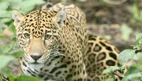 La jaguar Gaby vivió mucho más de lo que suele esperarse para un jaguar en cautiverio |