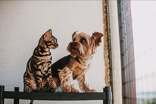 La jornada contempla atención preventiva para perros y gatos en distintos sectores de Saltillo.