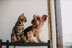 La jornada contempla atención preventiva para perros y gatos en distintos sectores de Saltillo.