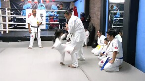 En el karate Kyokushin, el combate termina cuando uno de los participantes ya no puede seguir peleando